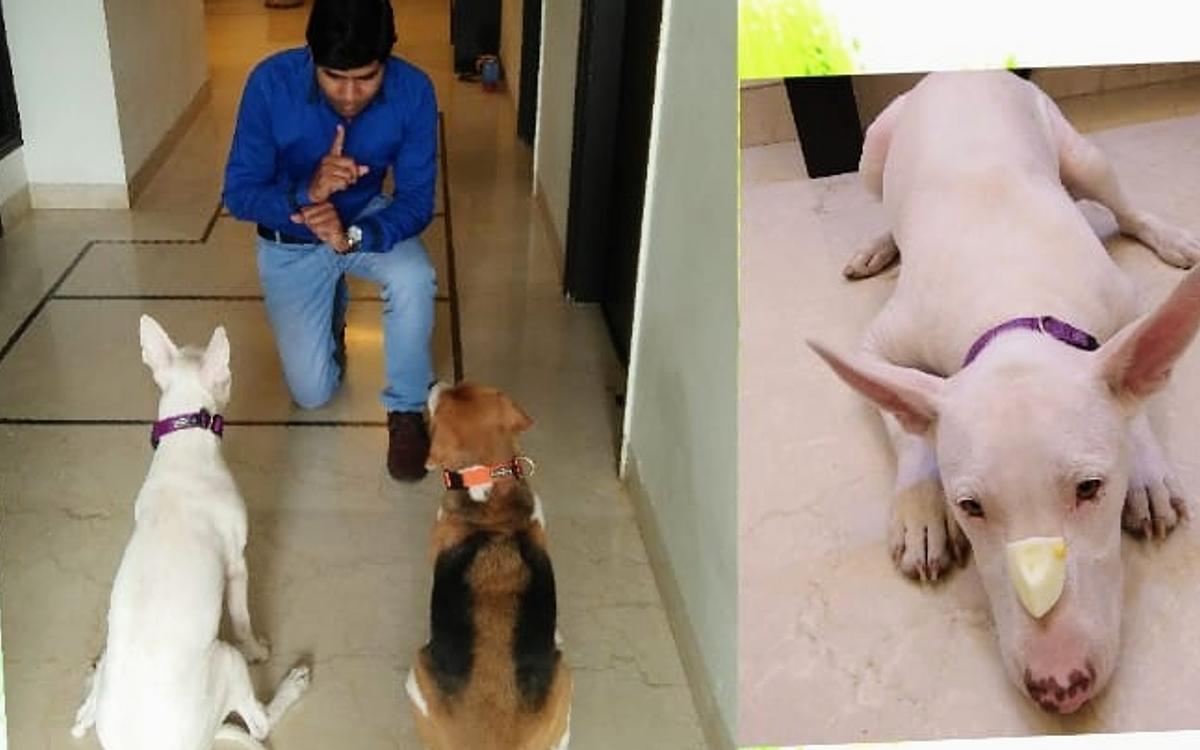 MS Dog Training and boarding house