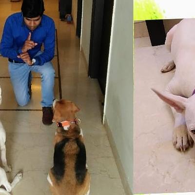 MS Dog Training and boarding house
