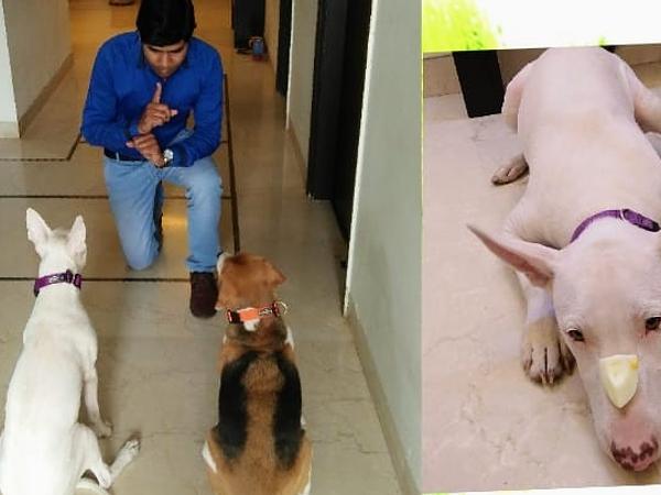 MS Dog Training and boarding house
