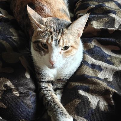Rosy & Rancho CAT & PET Boarding