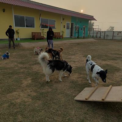 Petzovia - Pet Boarding & Park