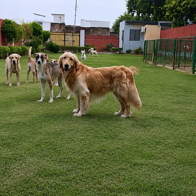 The k9 paradise