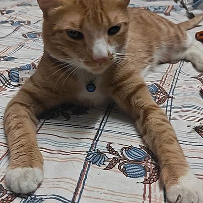 Rosy & Rancho CAT & PET Boarding