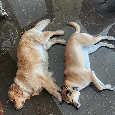MS Dog Training and boarding house