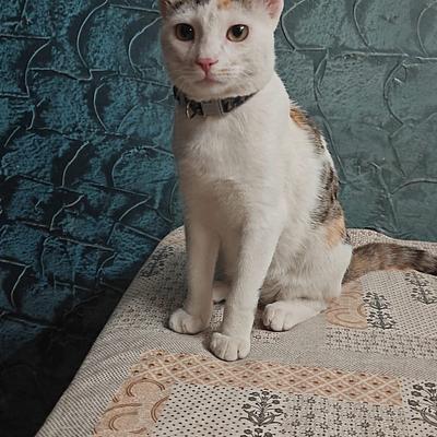 Rosy & Rancho CAT & PET Boarding