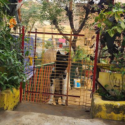 MS Dog Training and boarding house