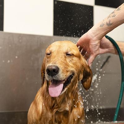 Pet Spa & Grooming by Heads Up For Tails - DLF Phase 1, Gurugram