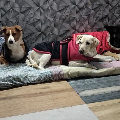 The k9 paradise
