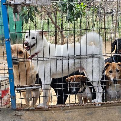 MS Dog Training and boarding house