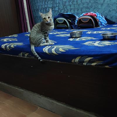 Rosy & Rancho CAT & PET Boarding