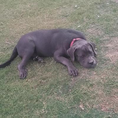 Furry Friends Kennel | Pet Boarding & Dog Hostel Gurgaon