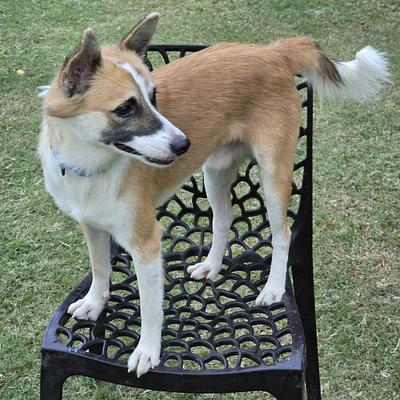 Resho Pet Boarding