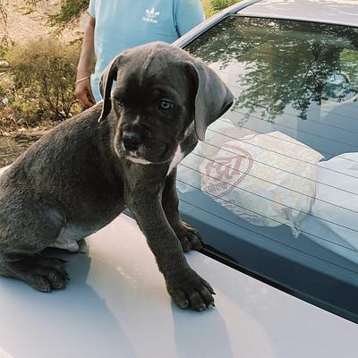 Furry Friends Kennel | Pet Boarding & Dog Hostel Gurgaon