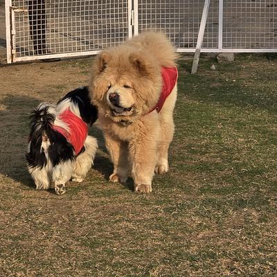 Resho Pet Boarding