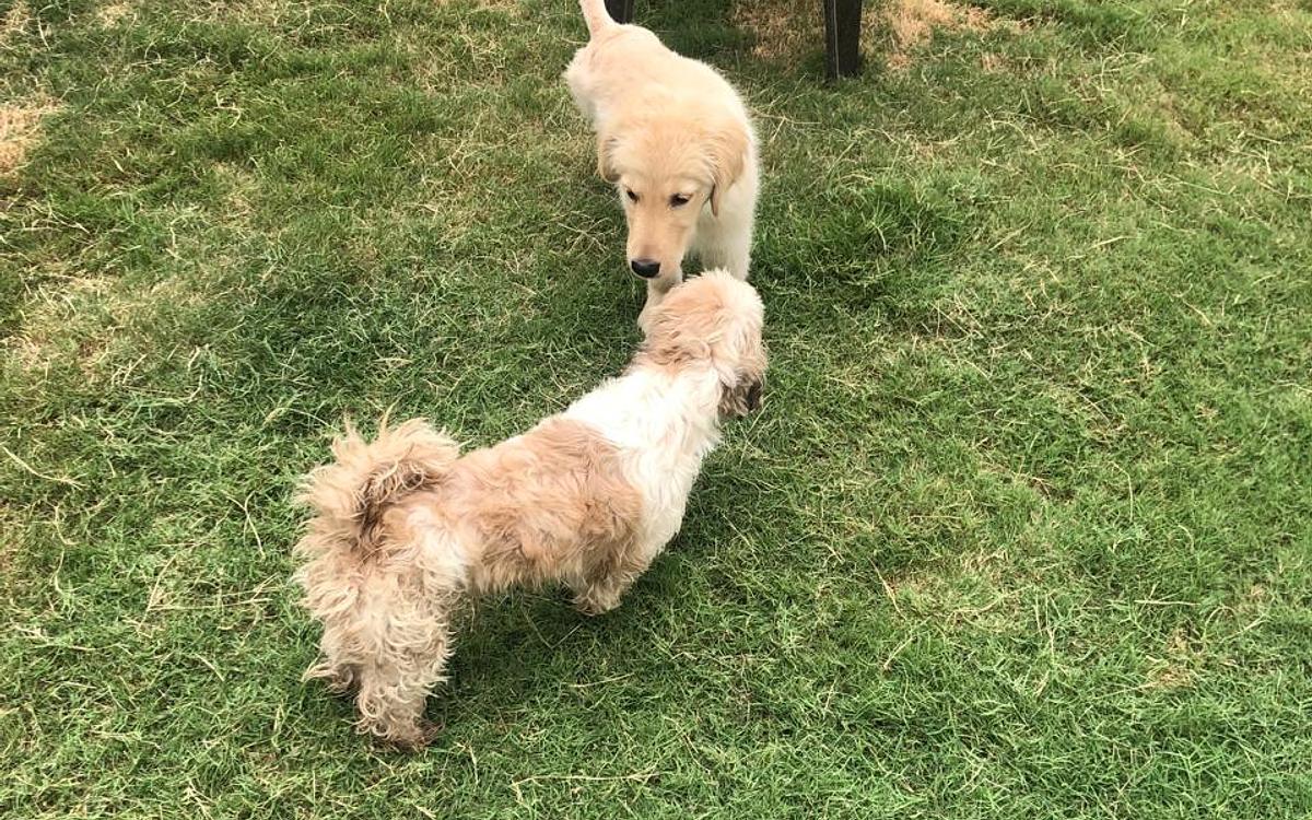 Furry Friends Kennel | Pet Boarding & Dog Hostel Gurgaon