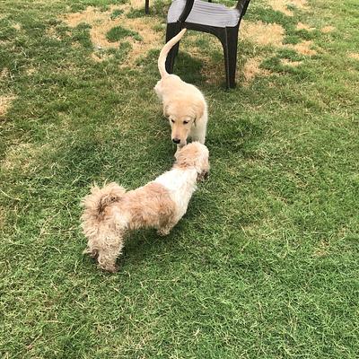 Furry Friends Kennel | Pet Boarding & Dog Hostel Gurgaon