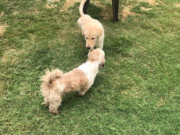 Furry Friends Kennel | Pet Boarding & Dog Hostel Gurgaon