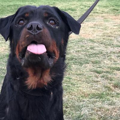 Furry Friends Kennel | Pet Boarding & Dog Hostel Gurgaon