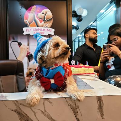 Pet Grooming Studio-Pet Spa, Dog & Cat Grooming Service