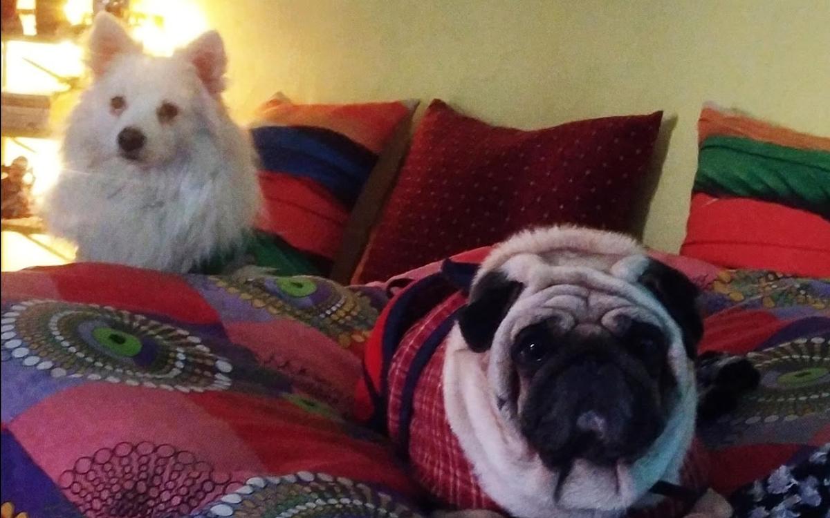 Pawsome Paradise 🐾 Homebased Pet Boarding