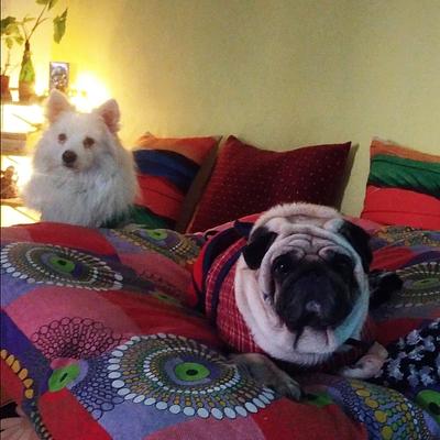 Pawsome Paradise 🐾 Homebased Pet Boarding