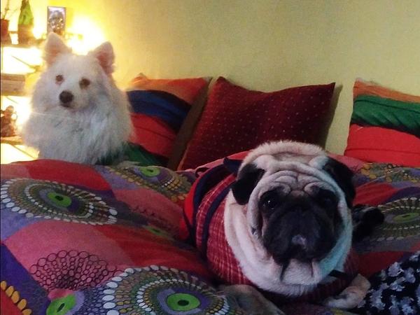 Pawsome Paradise 🐾 Homebased Pet Boarding
