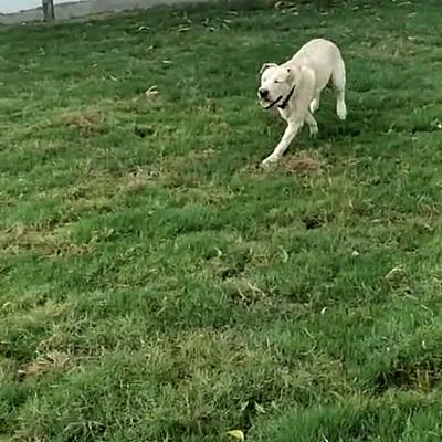 The Happy Pet Resort