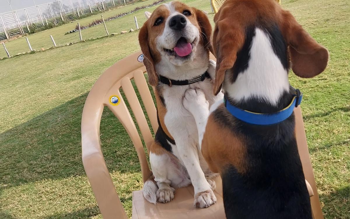 Sammy Pet Boarding