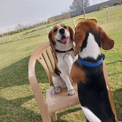 Sammy Pet Boarding