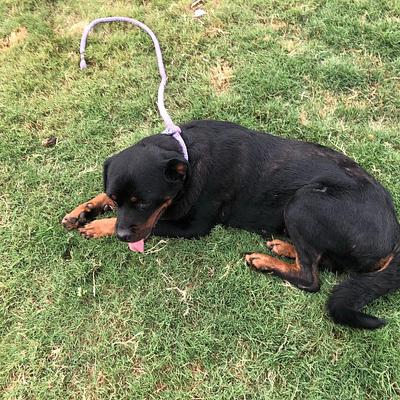 Furry Friends Kennel | Pet Boarding & Dog Hostel Gurgaon