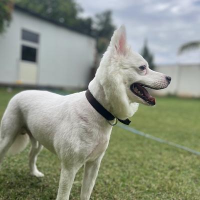Resho Pet Boarding