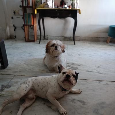 Pawsome Paradise 🐾 Homebased Pet Boarding