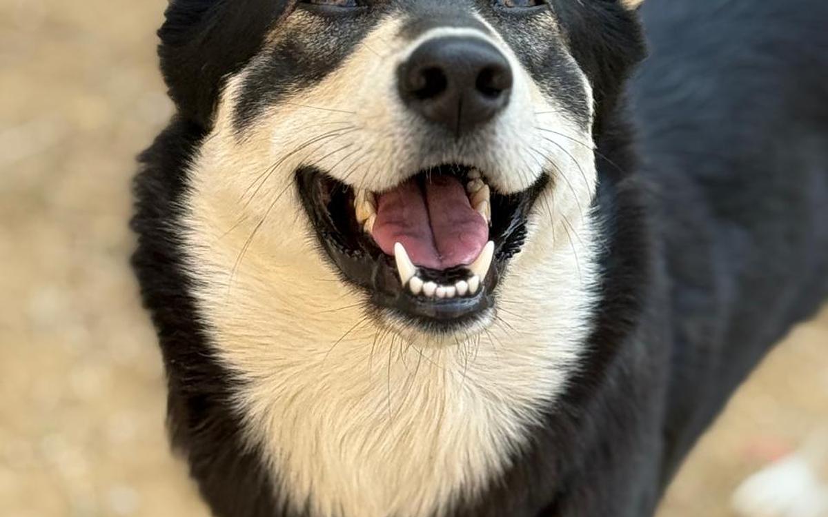Bark ‘N Stay