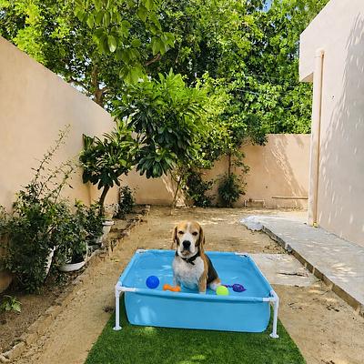 Bark ‘N Stay