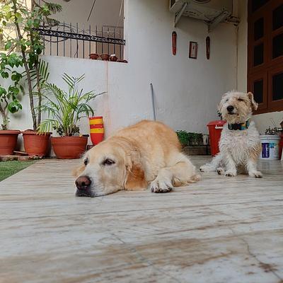 Pawsome Paradise 🐾 Homebased Pet Boarding