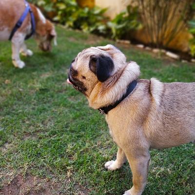 Pawsome Paradise 🐾 Homebased Pet Boarding