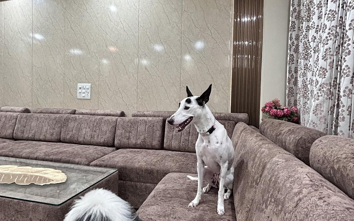 Snoop Dogs Pet care boarding