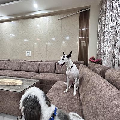 Snoop Dogs Pet care boarding