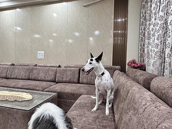 Snoop Dogs Pet care boarding