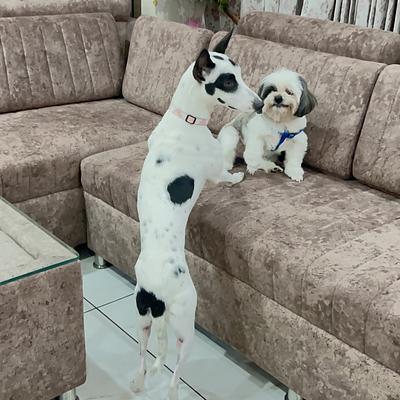 Snoop Dogs Pet care boarding