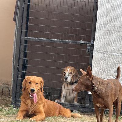 Bark ‘N Stay