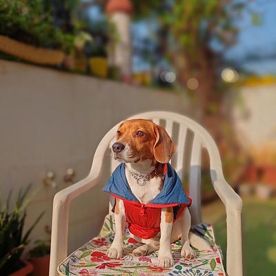 Pawsome Paradise 🐾 Homebased Pet Boarding