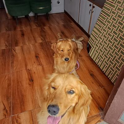 Tito’s pet resort