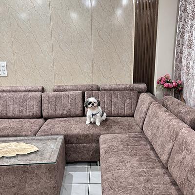 Snoop Dogs Pet care boarding