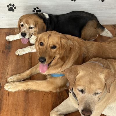 Tito’s pet resort