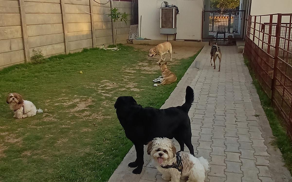 Tito’s pet resort