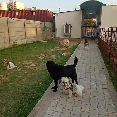 Tito’s pet resort
