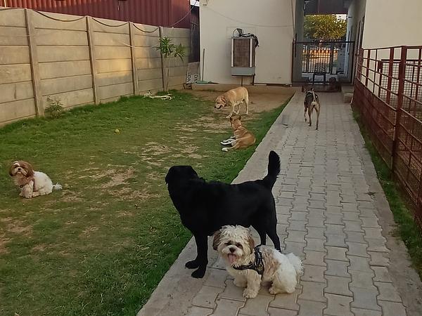 Tito’s pet resort