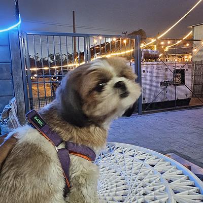 Tito’s pet resort
