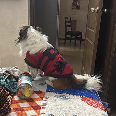 Barkplay Pet boarding Gurgaon